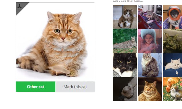 Cats Slideshow
