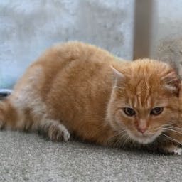 This Cat Does Not Exist