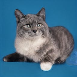 This Cat Does Not Exist